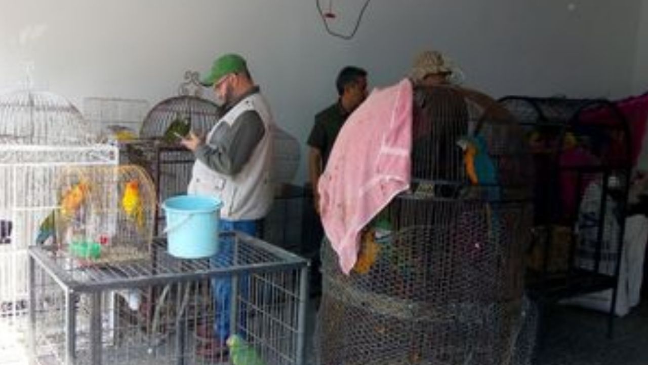 Profepa lanza campaña para castigar la adquisición de aves exóticas