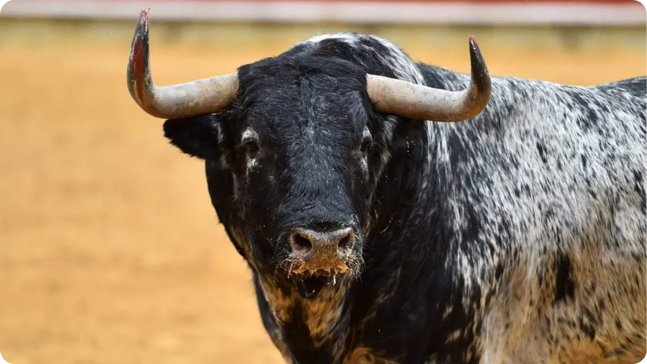 Prohibidas corridas de toros con violencia en CDMX