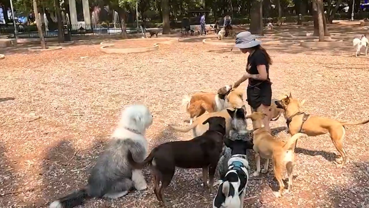 ¡Consejos para cuidar a tus mascotas en temporada de calor!
