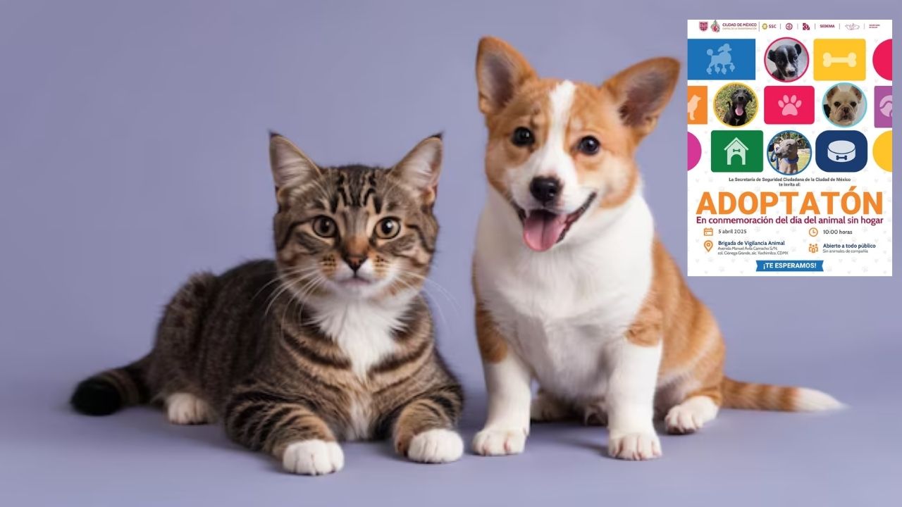 Participa en el “Adoptatón” y haz un nuevo amigo