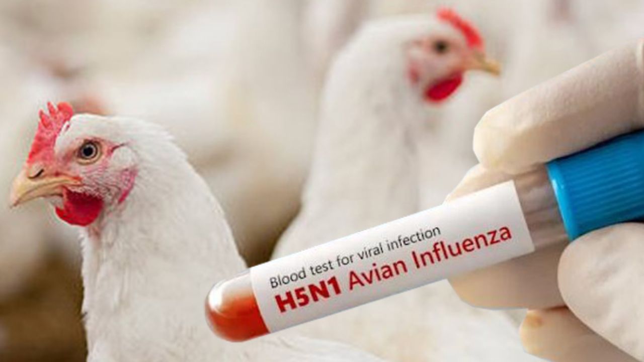 Primer caso de gripe aviar es detectado en México: Ssa