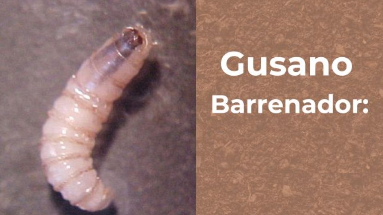 Primer caso en humano de miasis por gusano barrenador