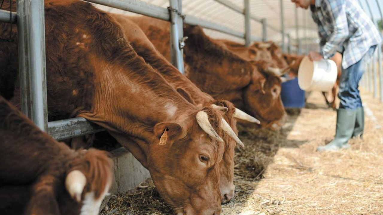 EU podría detener importación de ganado mexicano por gusano barrenador