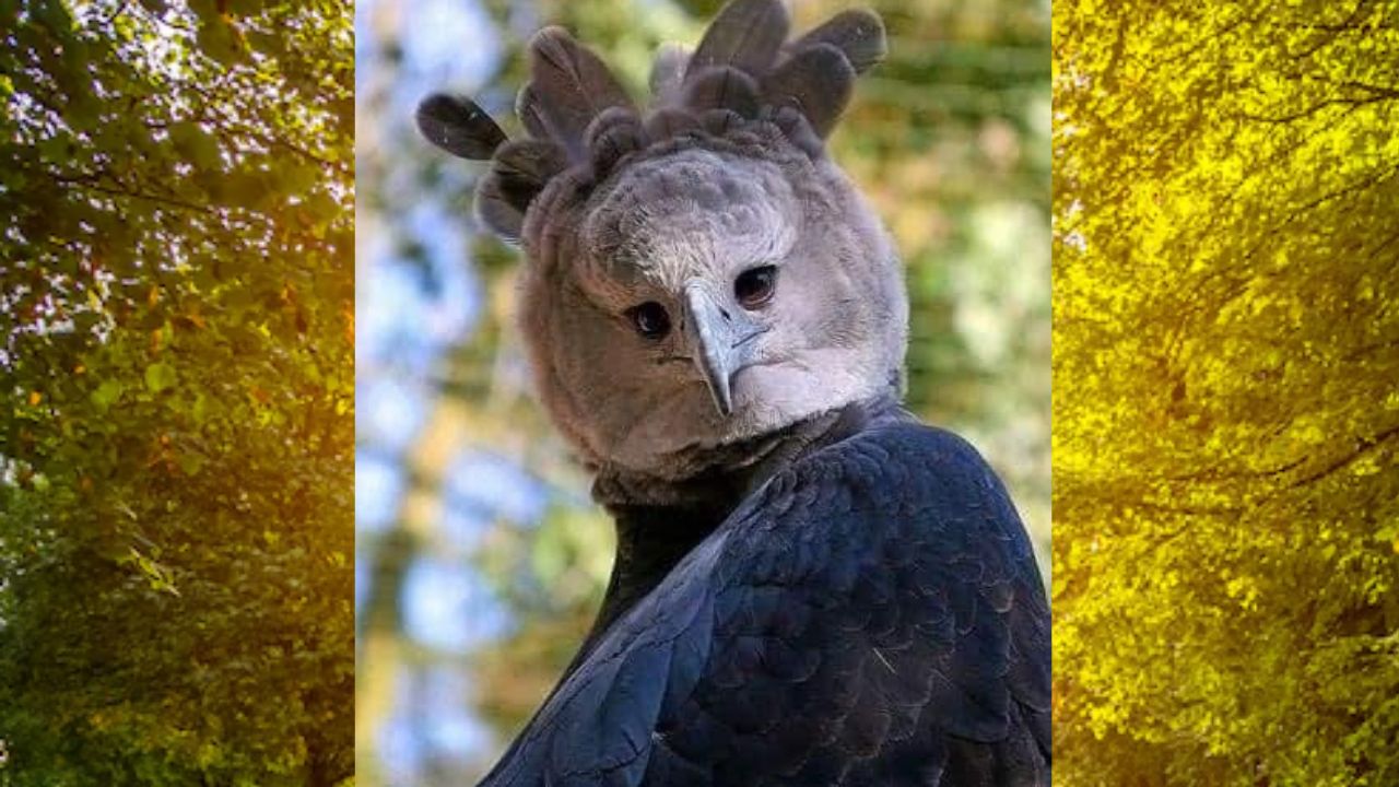 Reaparece en Chiapas el águila arpía