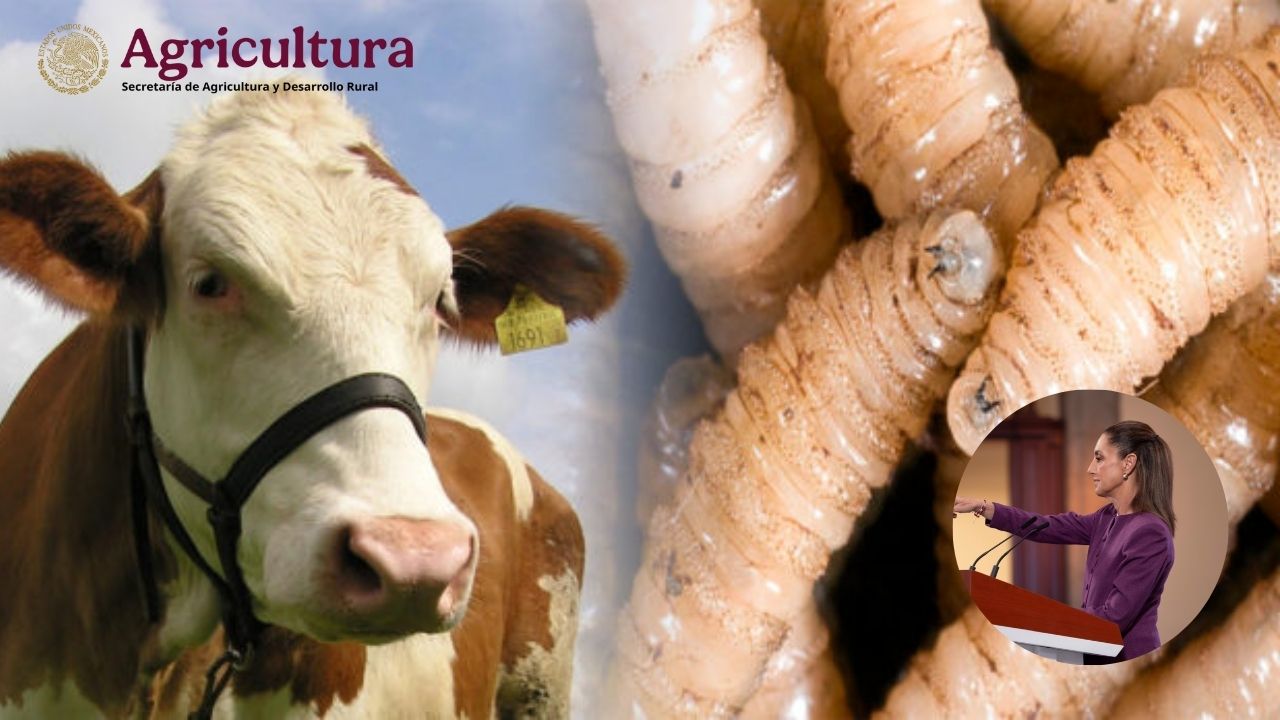 Hay solicitudes que no corresponden dice Sheinbaum ante amago de EU de suspender importación de ganado