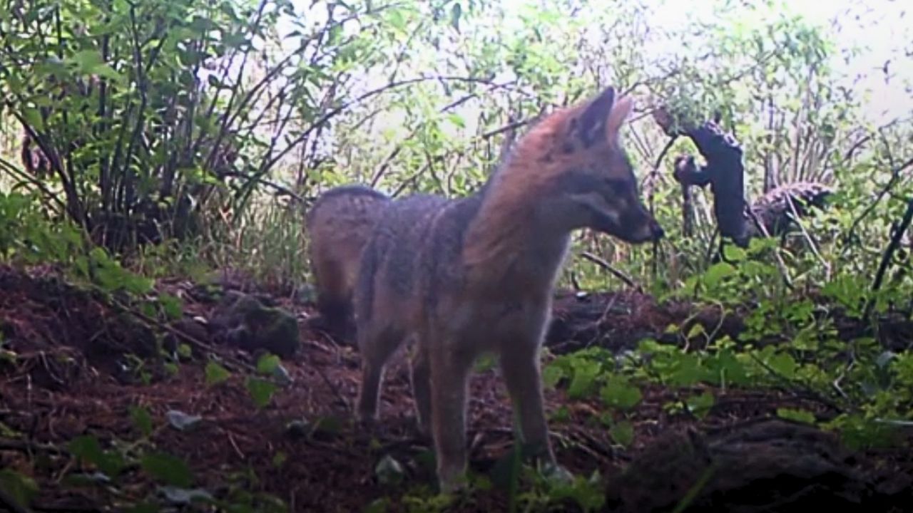 Siguen los avistamientos de zorra gris, en el norte de la CDMX