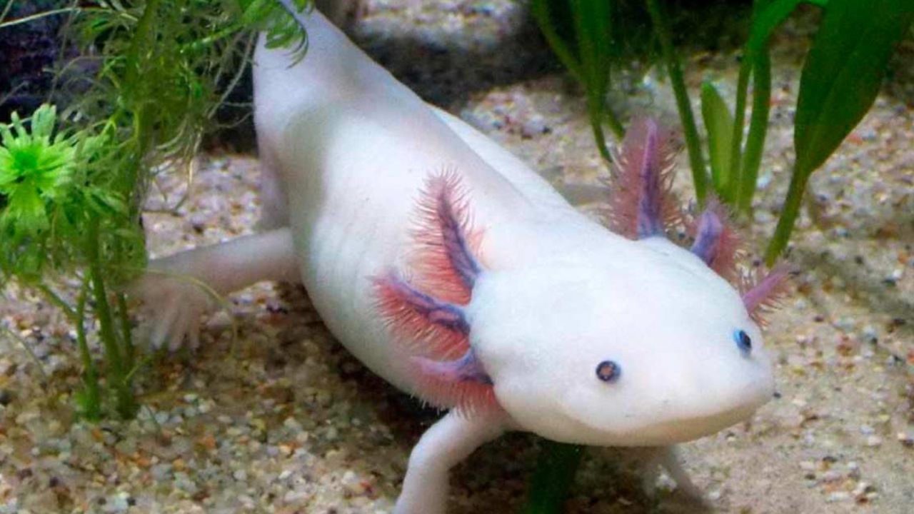 Aseguran ajolotes en Oaxaca: Profepa