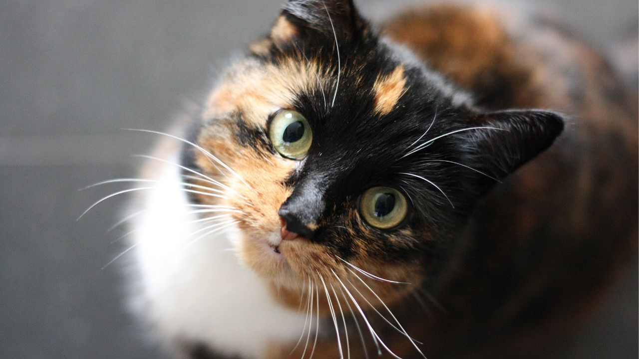 No le cortes las vibrisas a tu gato