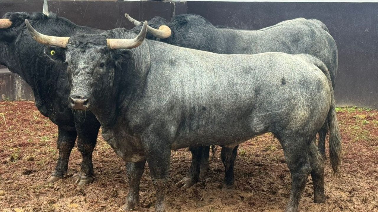 Michoacán séptimo estado que prohíbe la tauromaquia
