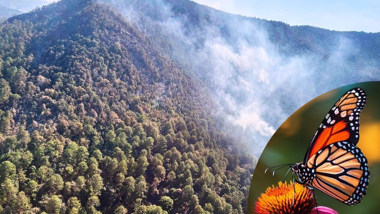 Incendio alcanza Reserva de la Mariposa Monarca en Michoacán