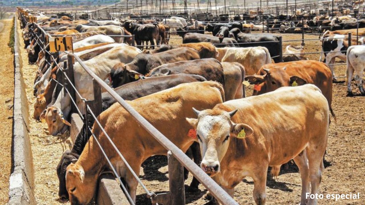 Ganaderos exigen cerrar frontera con Guatemala por contrabando