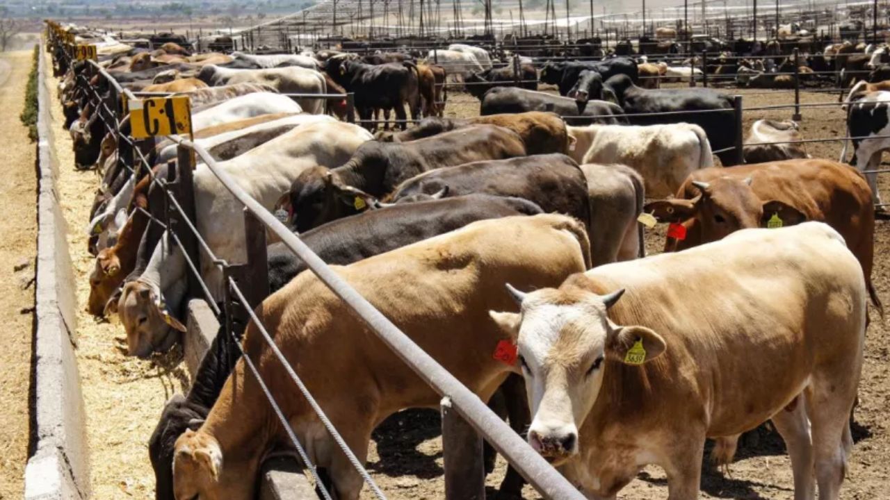Hasta diciembre EU podría abrir la frontera a ganado mexicano