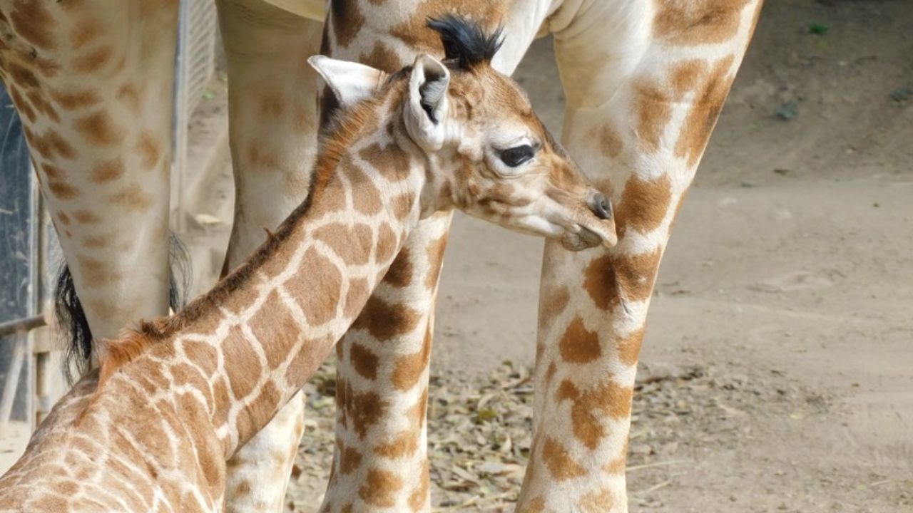 ¡Hay nuevo habitante! Se trata de Jabari