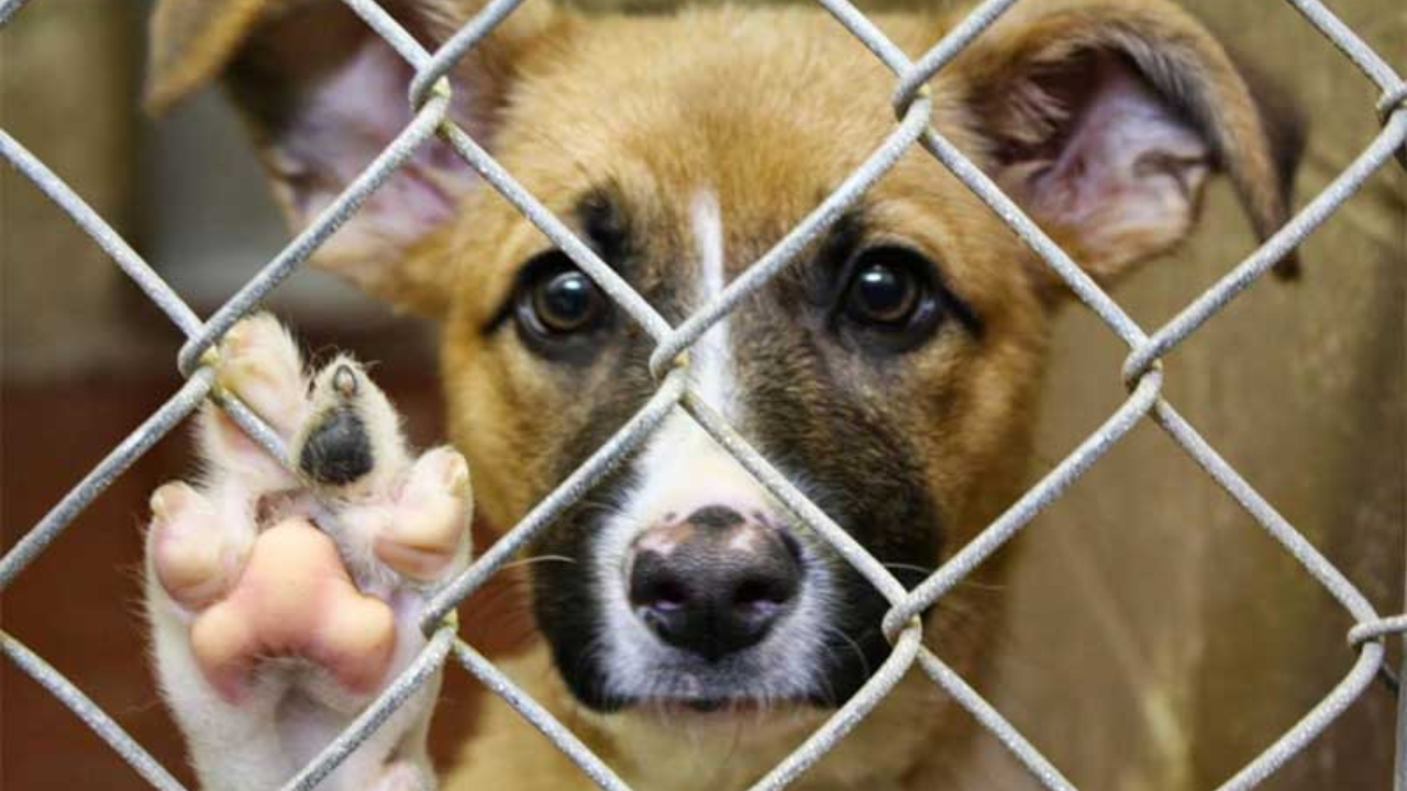 Fiscalía de Tabasco investiga casos de maltrato animal  