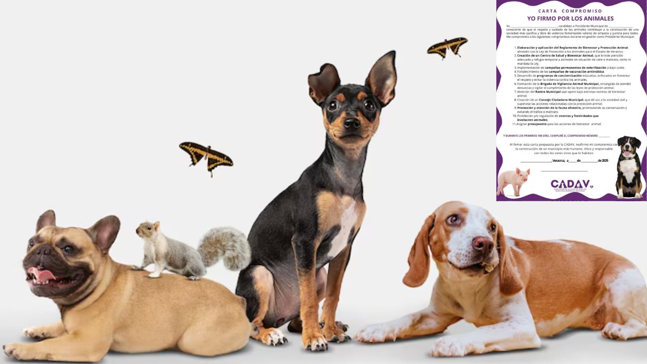 Lanzan campaña “Yo Firmo por los Animales”