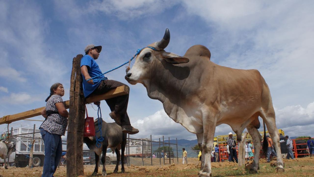 Detectan casos de gusano barrenador en Oaxaca