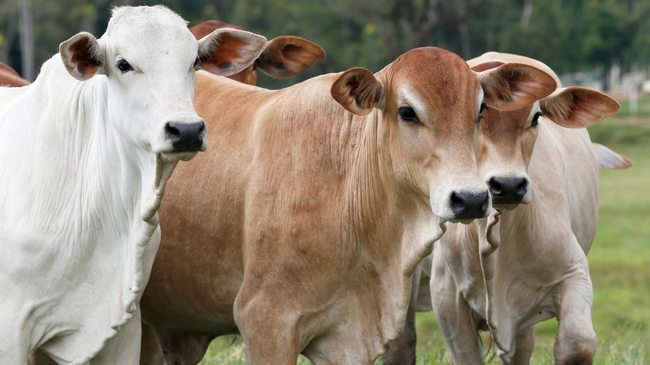 Reportan 46 casos de gusano barrenador en Yucatán