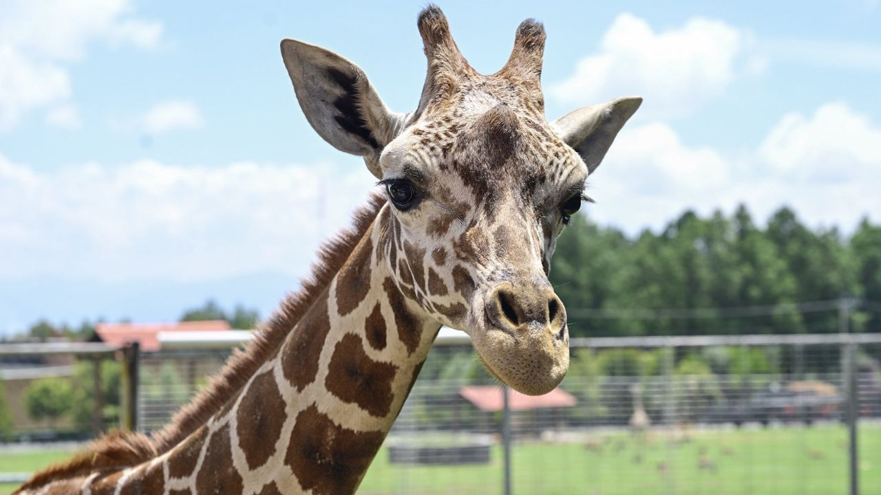 ¡Llega “Cosmo”! La  nueva jirafa del Parque Ecológico Zacango 