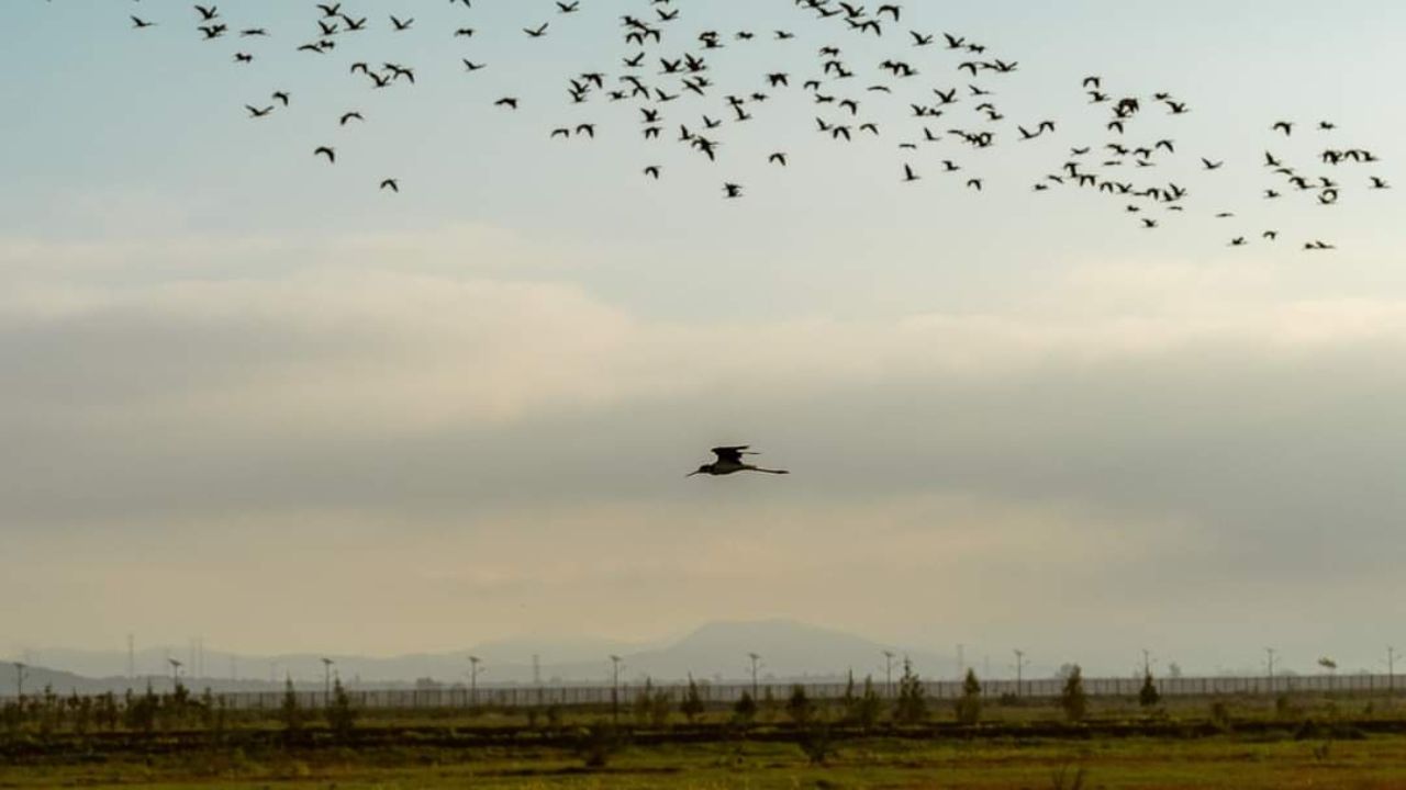 Más de 230 mil aves regresan al Lago de Texcoco