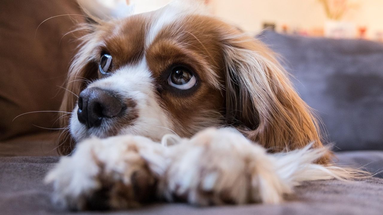 ¿Buscas adoptar un lomito? Hay más de 350 esperando familia