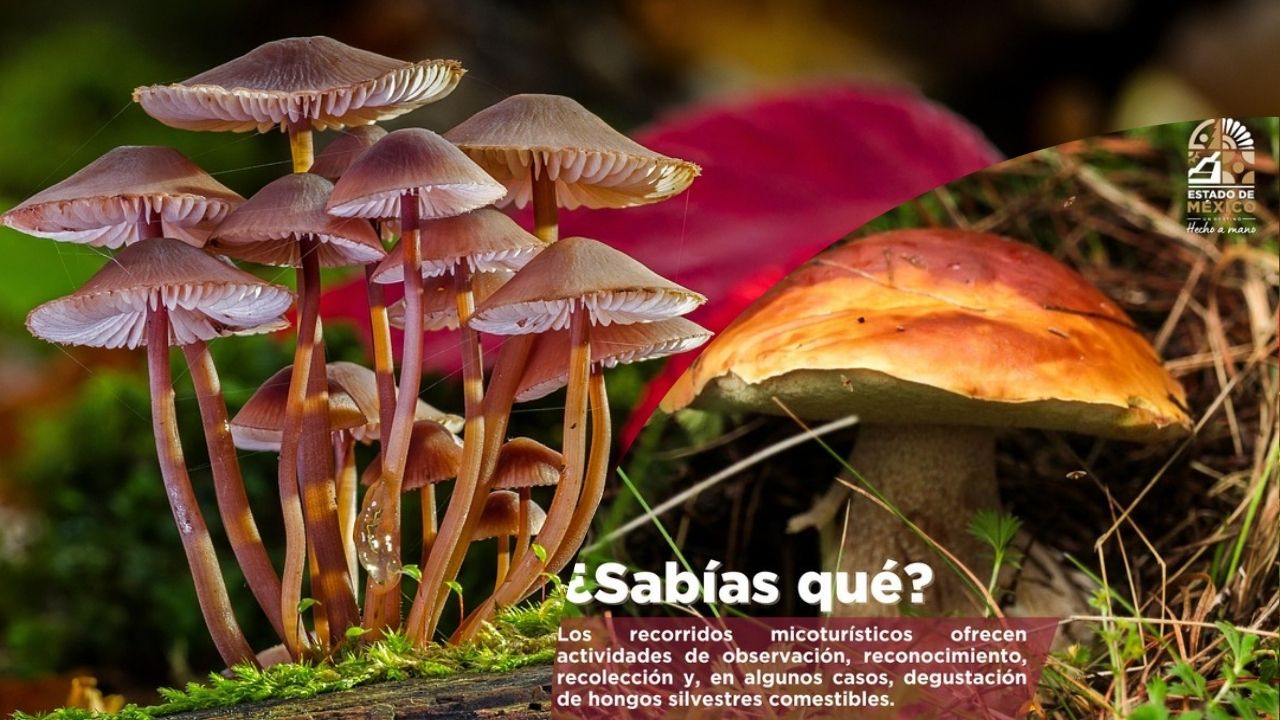 Vive el micoturismo en Edomex te esperan hongos, cultura y aventura