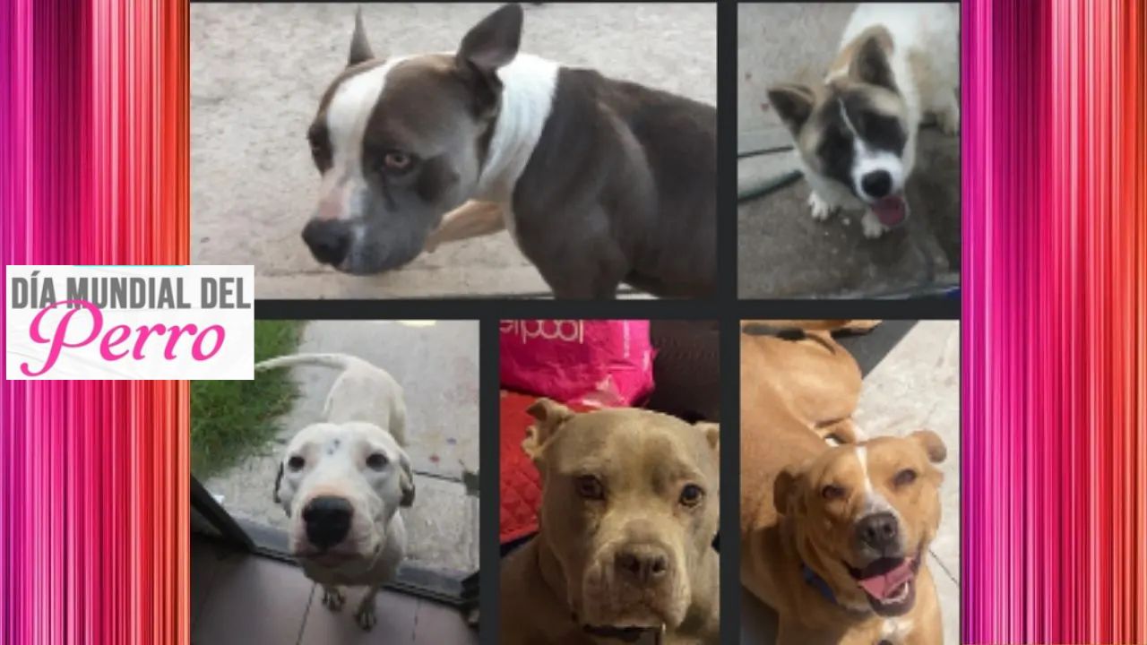 Día Mundial del Perro visibiliza abandono y fomenta la adopción responsable