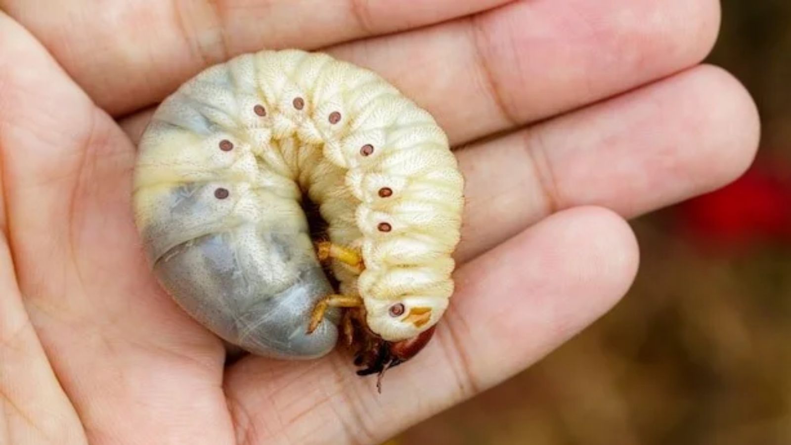 Detectan 30 casos de miasis humana por gusano barrenador: Ssa