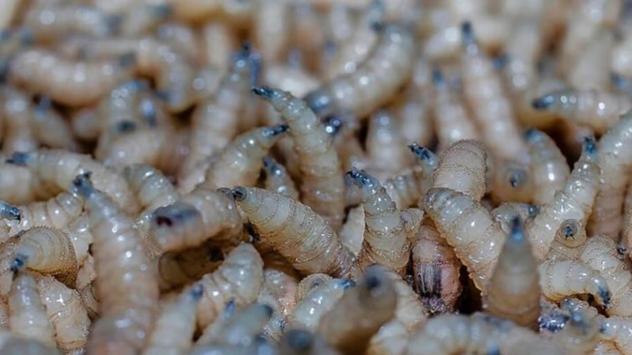 SLP confirma primeros casos de gusano barrenador