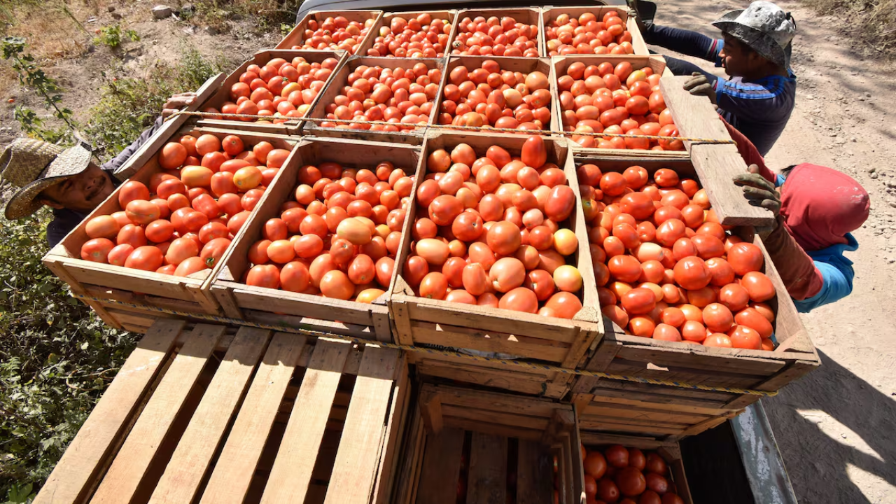Gobierno fija precios mínimos de exportación para tomate fresco