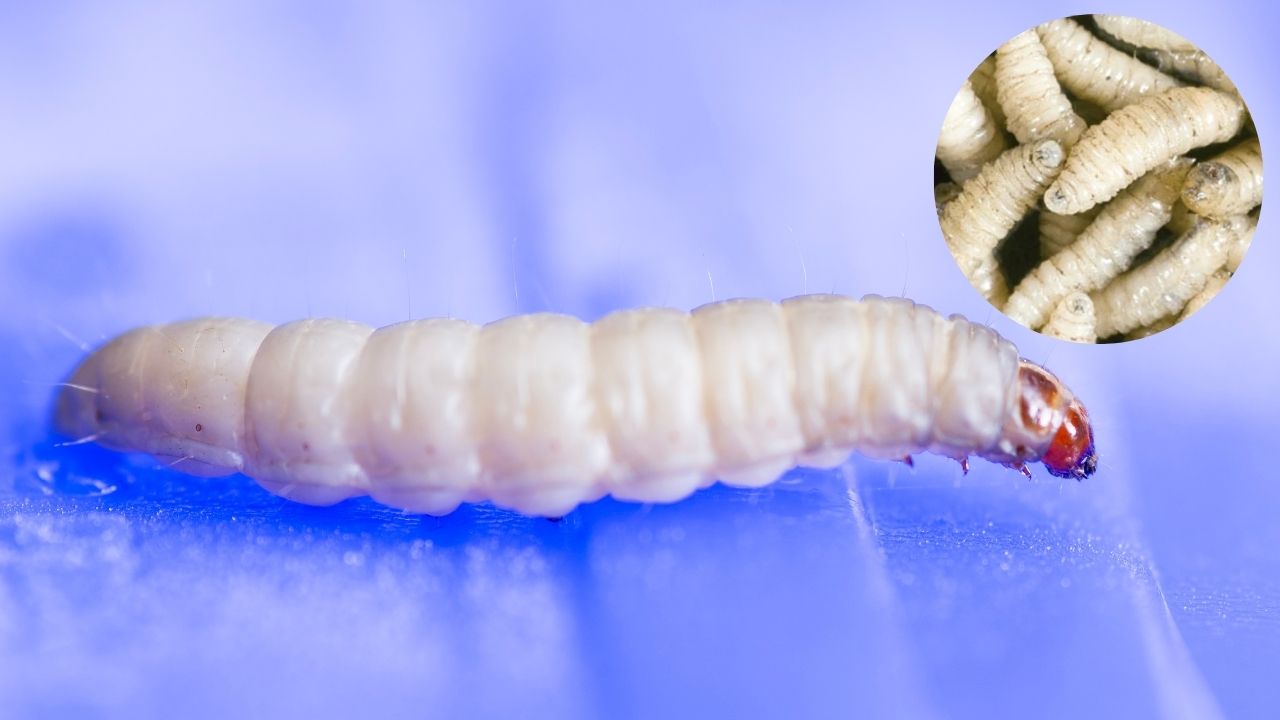 EU confirma primer caso de gusano barrenador en humano