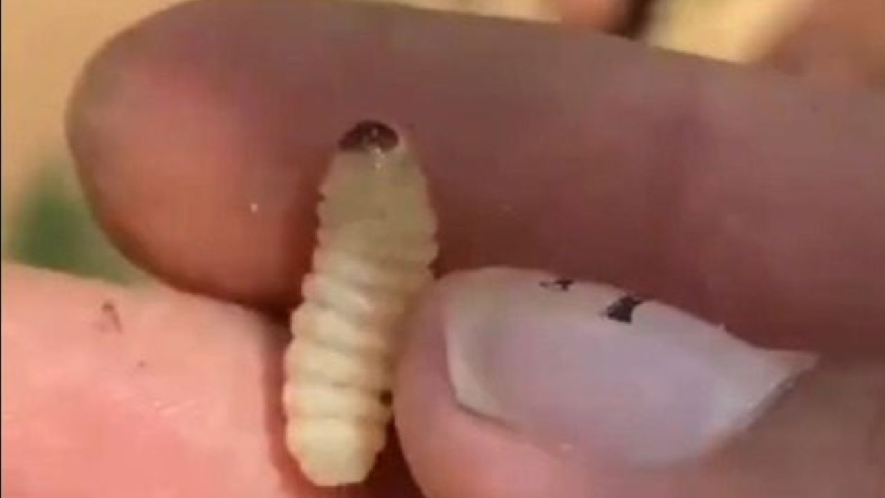 Primer caso de miasis detectado en Yucatán