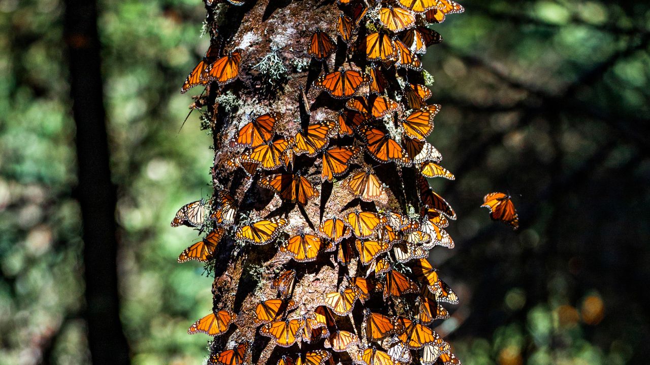 ¡Viajeras del cielo! Las monarcas vuelven cada invierno