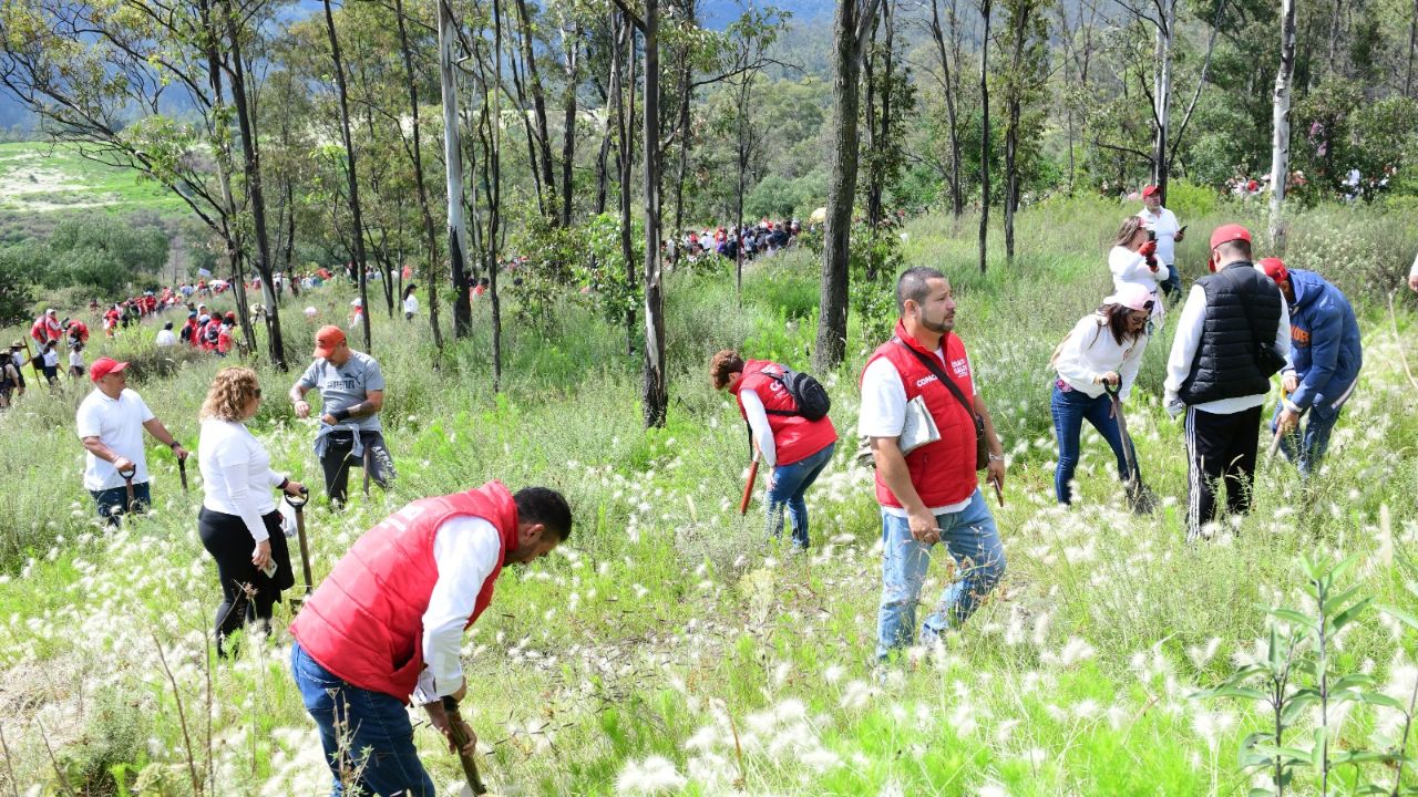¡Más oxígeno! Plantan 2,500 árboles en la Sierra de Guadalupe