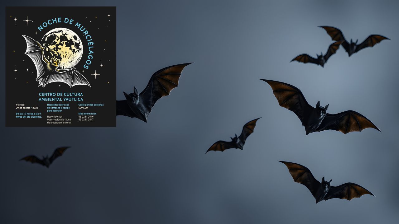 ¡Noche de Murciélagos! Campamento único en Iztapalapa