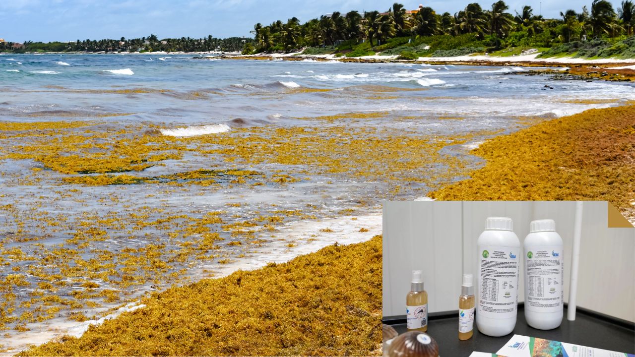 ¡Sargazo al campo! Planta lo transforma en fertilizante y alimento para animales 