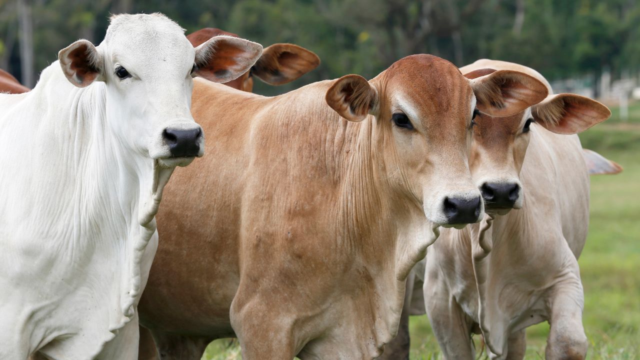 Exportación de ganado a EU podría reactivarse pronto