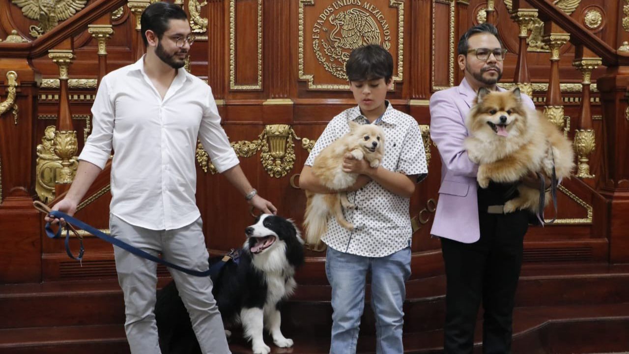 Congreso CDMX reconoce a los animales como seres sintientes
