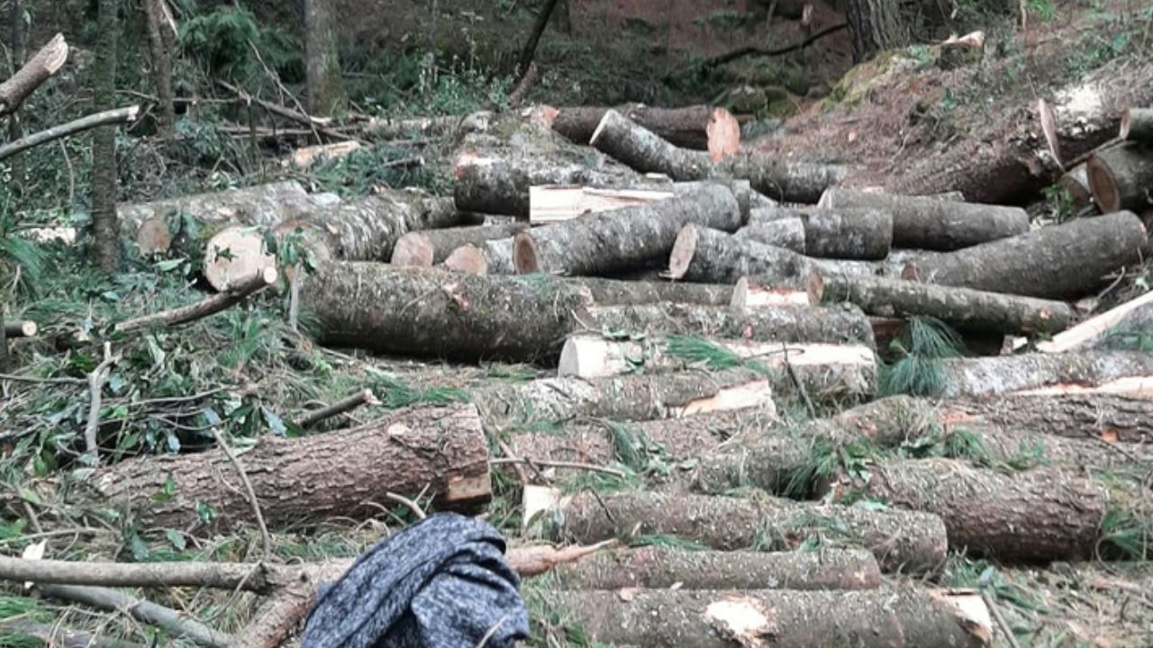 Tala ilegal arrasa con el 40% del Gran Bosque de Agua