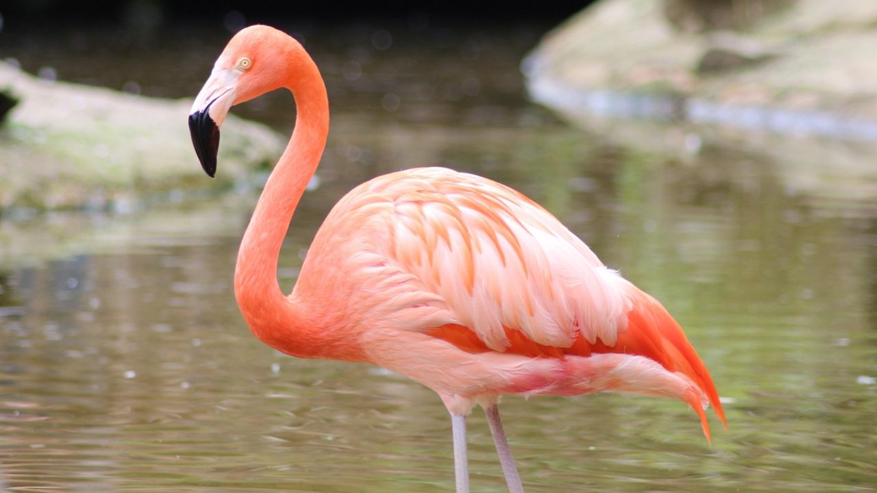 Protegen al flamenco rosado en Yucatán
