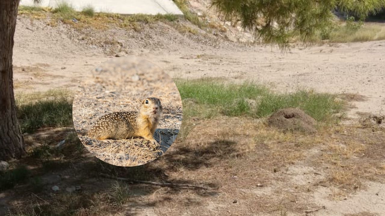 Semarnat frena el Grito en El Chamizal para salvar a la ardilla moteada