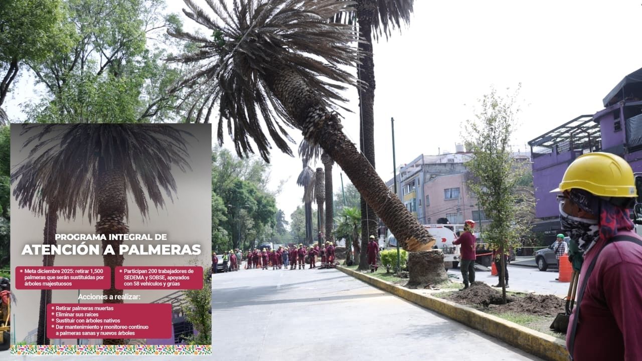 ¡Adiós palmeras! inicia plan para sustituir 1,500 ejemplares enfermos