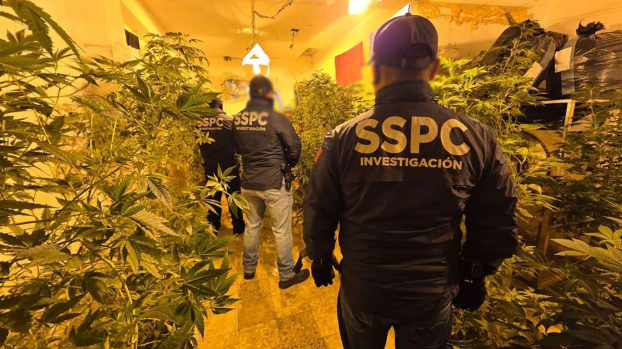 Aseguran invernadero de marihuana en CDMX