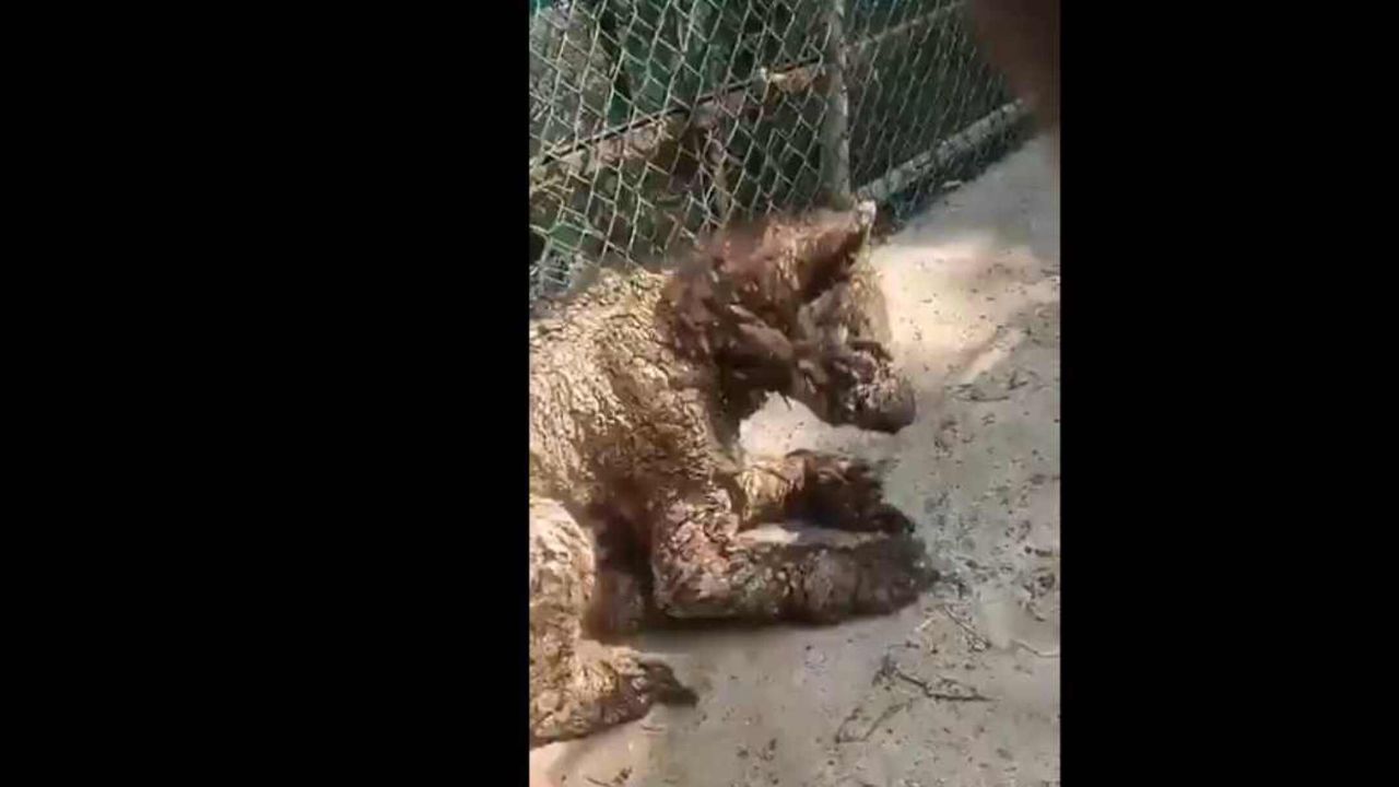 Denuncian maltrato animal en zoológico de Nuevo León