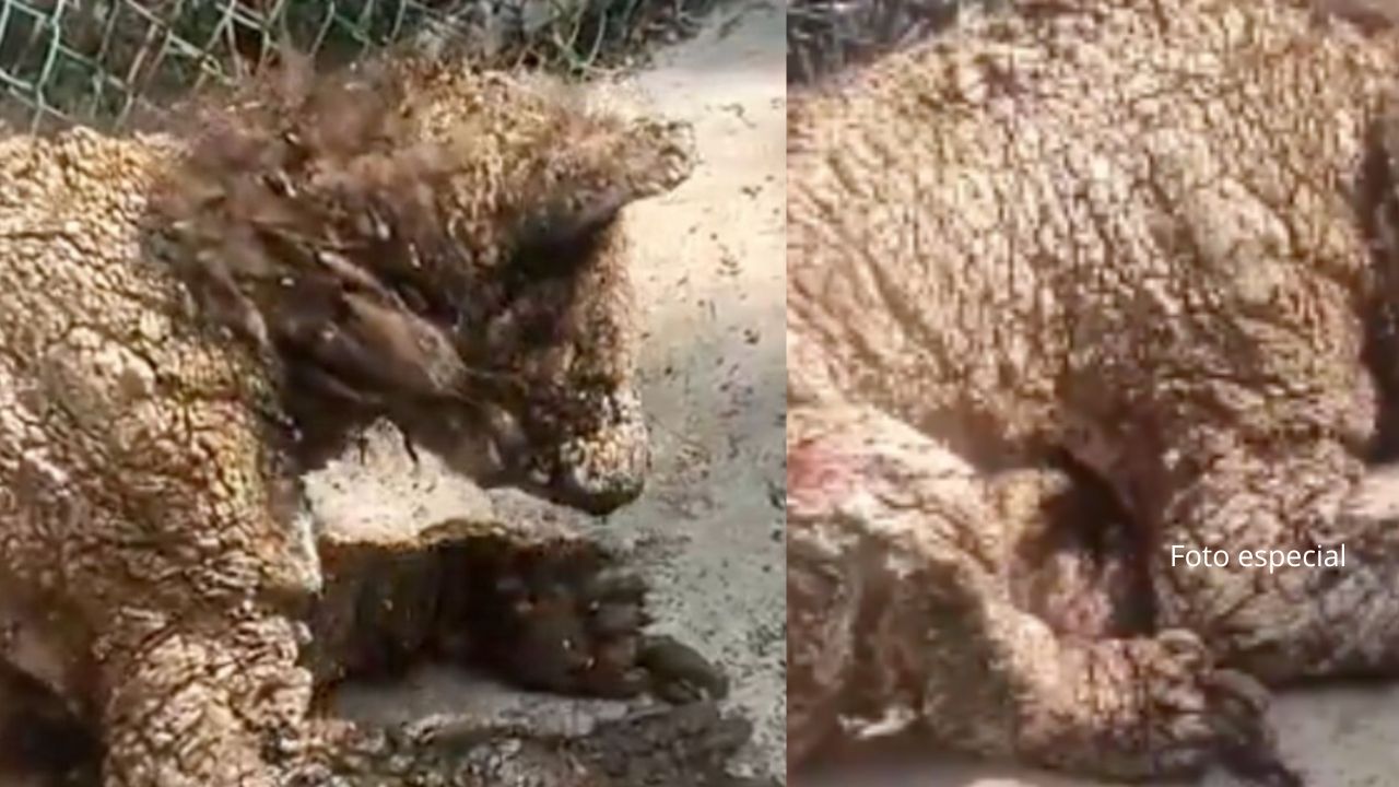 La osa Mina será traslada a Hidalgo