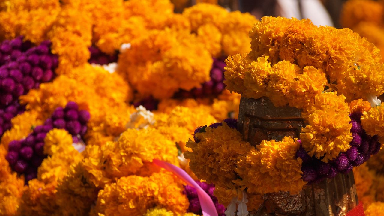 ¡Inicia la temporada de cempasúchil!