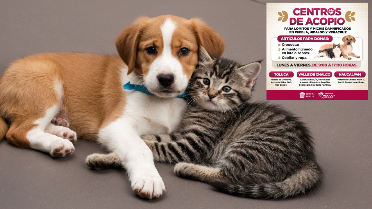 ¡Perritos y gatitos esperan tu ayuda! 