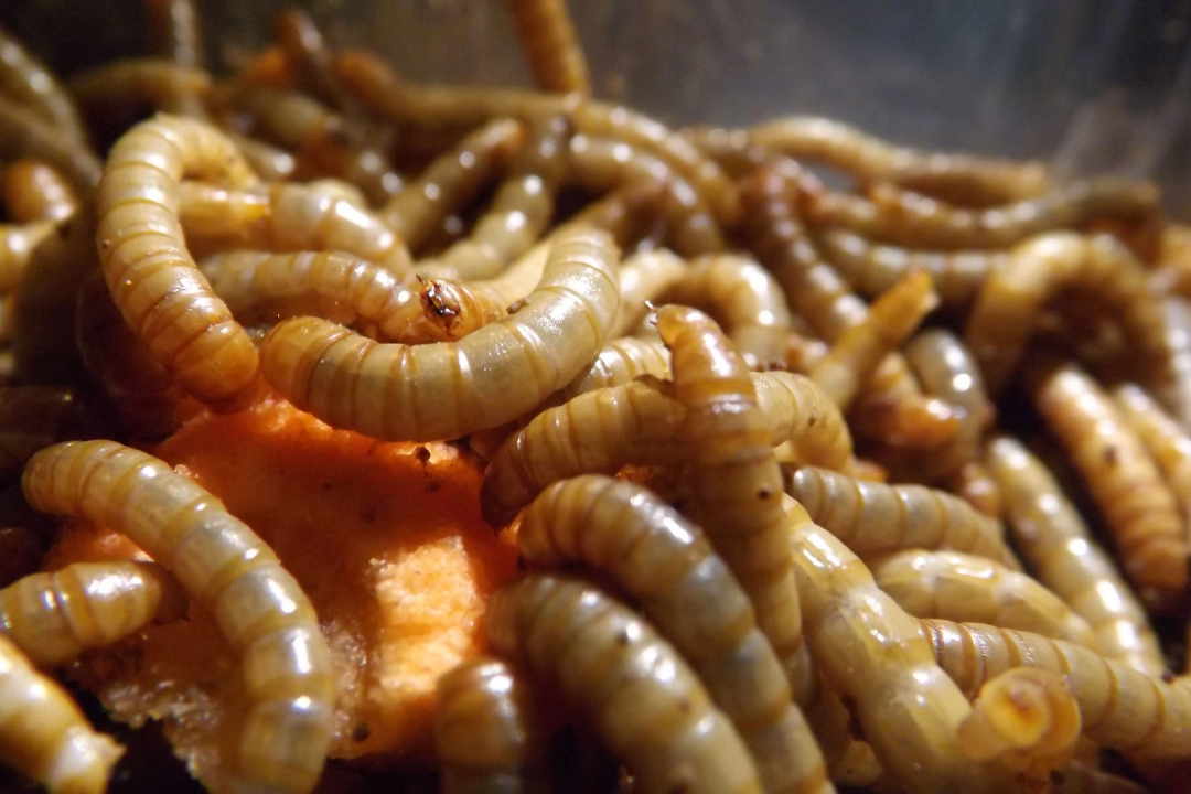 Detectan gusano barrenador en Querétaro y activan protocolo de control