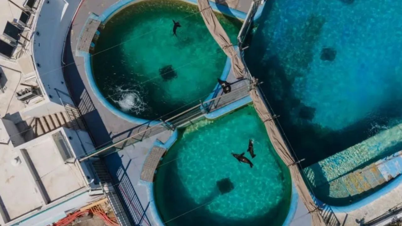 Sancionan al Acuario de Veracruz por maltrato animal