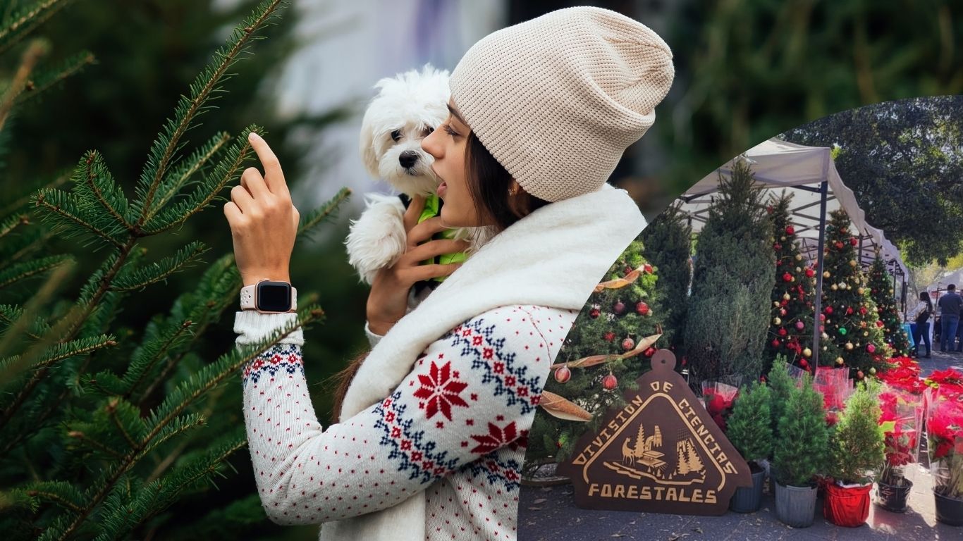 Inicia venta de árboles de Navidad en Chapingo 