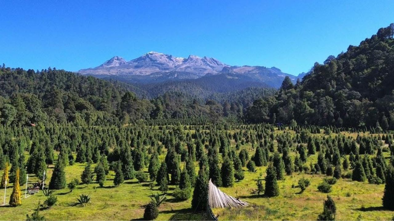 ¡Árboles navideños con enfoque sustentable!